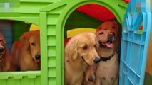 Dog daycare shares video of playhouse filled with pups  / Chien de garde partage la vidéo de la cabane remplie de chiots