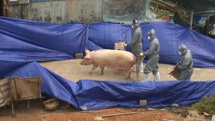 경기 김포 돼지농가 구제역... A형 국내 첫 사례 / YTN