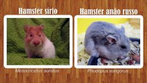 Portaria 93/98 do IBAMA O motivo para hamster chinês e roborovski serem proibidos no Brasil