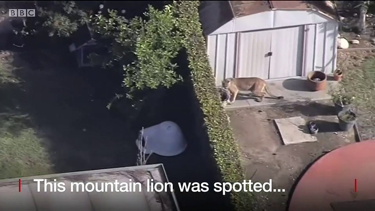 Mountain lion roams California backyards