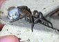 Mama Wolf Spider Protects Her Egg Sac
