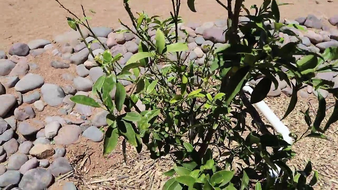 BUFFALO CHIKN WRAPS / GARDEN UPDATE & UPPER BODY WORKOUT