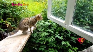 Приколы с котами и кошками 2017 Смешные Коты ДО СЛЕЗ