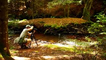 Stairs in the Woods, now a worldwide Mystery, forest ranger SAR documentary, staircase stairway #37