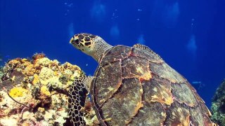 Deepest Part of The Ocean: 14 Amazing fs about the Mariana Trench