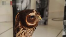 Owl - A Funny Owls And Cute Owls Compilation