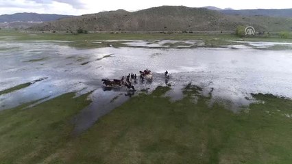 Yılkı Atları Fotoğrafçıların Gözdesi Oldu - Kayseri