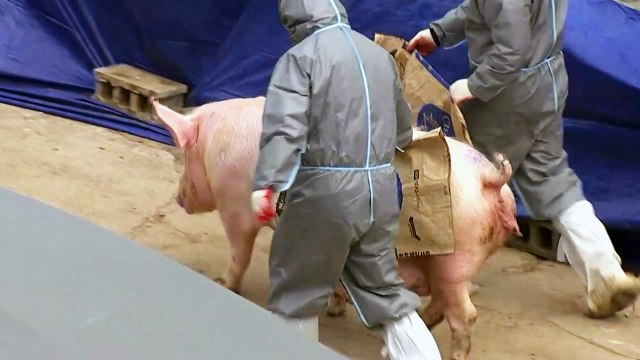 돼지 'A형' 구제역 확진...국내 첫 발생 / YTN