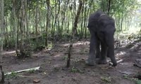 Inilah Way Kambas, Rumah Perlindungan Bagi Gajah
