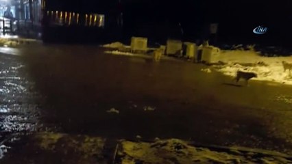 Köpeklerin çöp karıştıran ayıyı kovalama anı kamerada