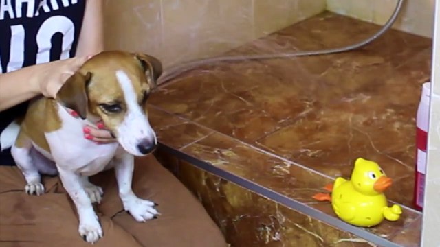 КАК ПОМЫТЬ СОБАКУ - ГРЯЗНУЛЮ | УХОД ЗА СОБАКОЙ | Elli Di Собаки