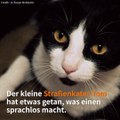 Sie ist ihrem Stubentiger für ewig dankbar.  ❤️Von @SusanMcKenzie: https://www.facebook.com/susan.mckenzie.9638Hier kannst du alles sehen: