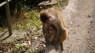 Seeing Monkeys up-close