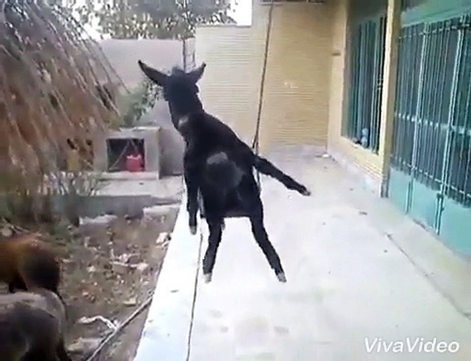 funny donkey tak in panjabi