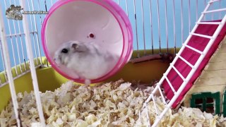 DIY: Como fazer uma escadinha para hamster