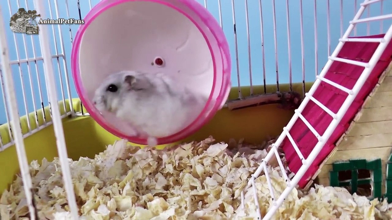 DIY: Como fazer uma escadinha para hamster