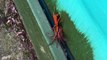 Spider Wasp Dragging a Paralyzed Huntsman