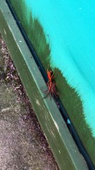 Spider Wasp Dragging a Paralyzed Huntsman