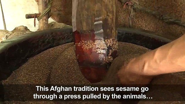 Camels power Afghan sesame oil industry