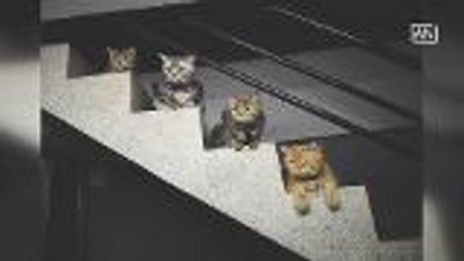 Adoration pours in for kittens in online video