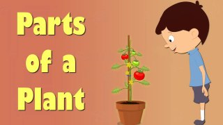Parts of a Plant - Videos for Kids