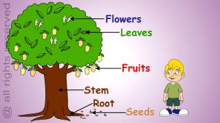 Uses of Plants- Learn About Plants -
