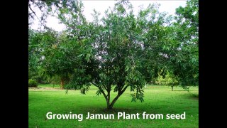 Growing Jamun Plant from seed and its transplantation