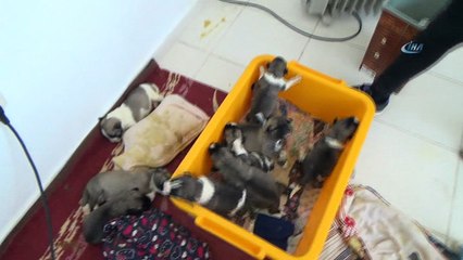 Annesiz kalan 10 yavru köpeğe bakıyor