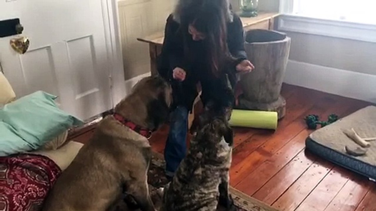 Un chien apprend à son frère à s'asseoir