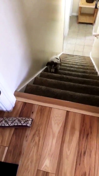 Un chien en surpoids monte un escalier