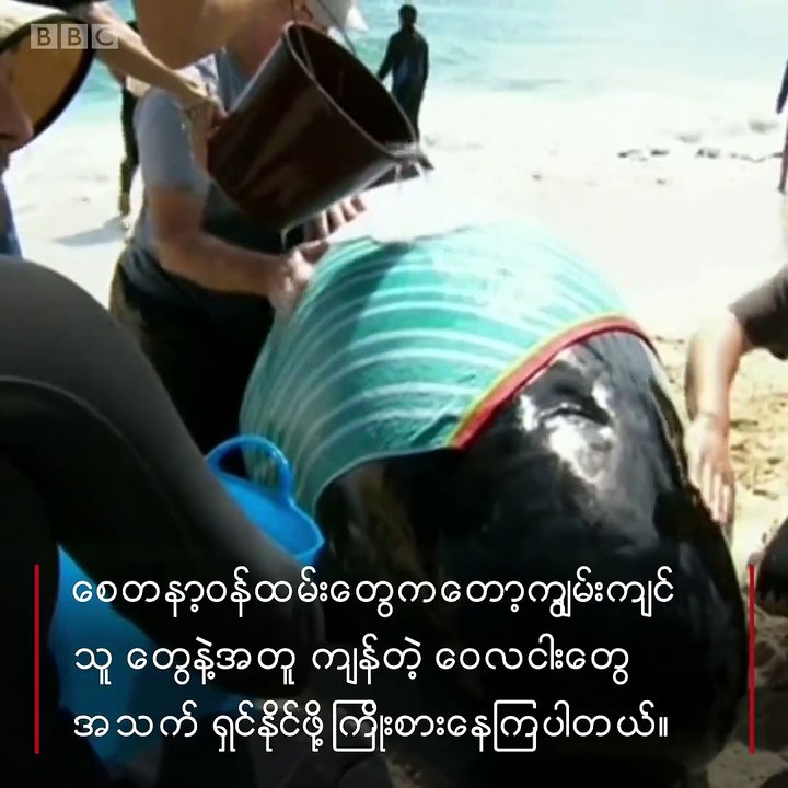 ေ၀လငါးေတြ ဘာေၾကာင့္ေသာင္တင္လဲ#ဘီဘီစီျမန္မာပိုင္း