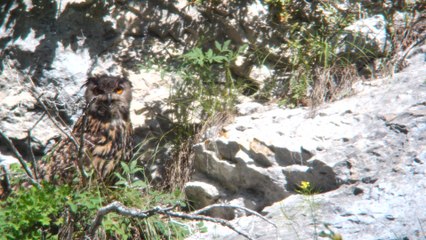 Uhu - Gd-Duc - eagle owl