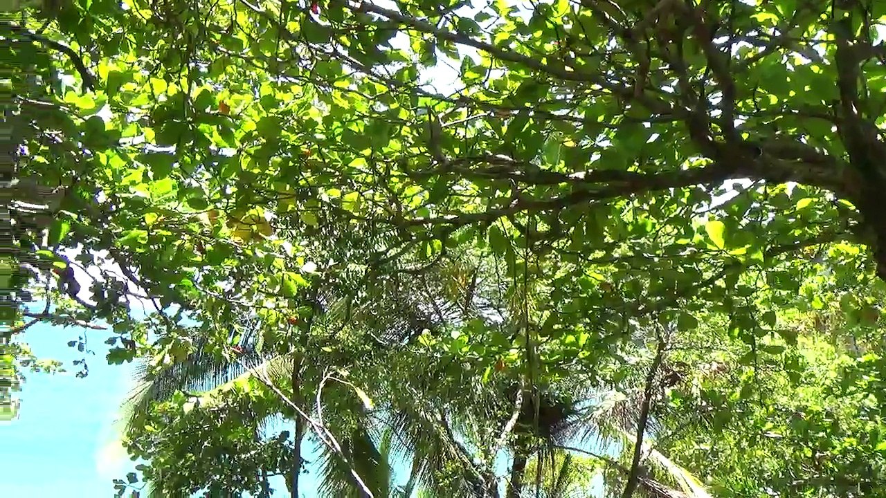 MANUEL ANTONIO NATIONAL PARK QUEPOS COSTA RICA