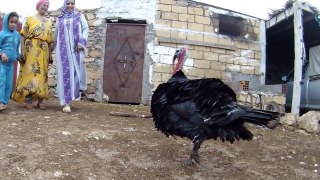 turkey ديك رومي يصارع ويصيح بصوت جميل