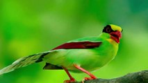 Loài chim đẹp ở đảo Borneo có cuộc sống khá bí ẩn và hành vi sinh sản chưa rõ ràng