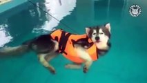 Best Dog Videos of the Summer 2018