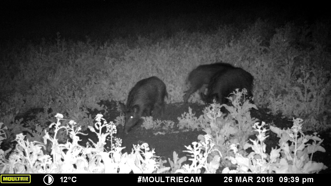 Sangliers_26_3_18