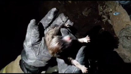 Su sarnıcına düşen yavru köpekleri itfaiye kurtardı