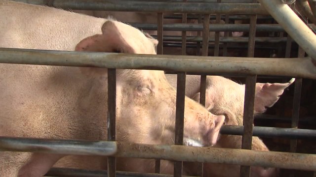 돼지 구제역 A형 백신 접종 태부족...방역 비상 / YTN