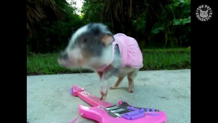 Try Not To Laugh - Funny Pigs Video Compilation 2018