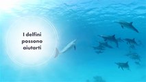 Nuotare con i delfini (virtuali) fa bene alla salute