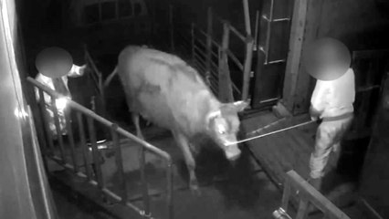 도축장서 소가 사람 공격...2명 사상  / YTN