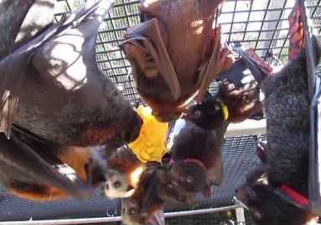 Mango Mania for Rescue Bats in Queensland, Australia