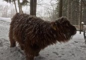 Cute Highland Calf Searches for Spruce Branches