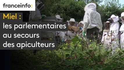 Miel : les parlementaires au secours des apiculteurs