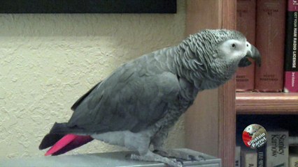 This parrot thinks he's a cuckoo bird!