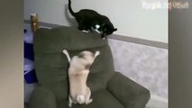 Funny Cats And Dogs Part 5 - Funny Cats vs Dogs - Funny Animals Compilation (1)