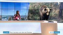 Nicolas Hulot veut réintroduire deux nouveaux ours dans les Pyrénées