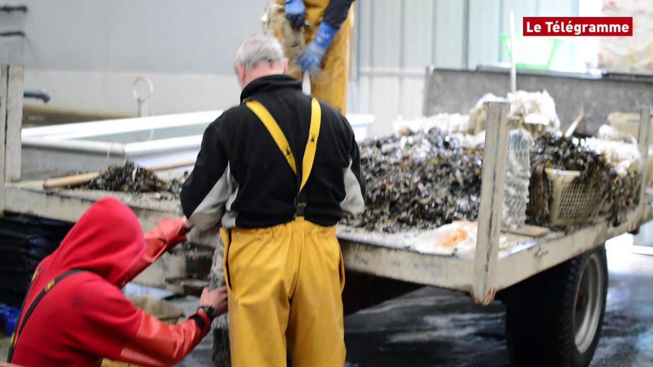 Côtes-d'Armor. Les mytiliculteurs tirent la sonnette d'alarme.