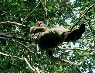 David Attenborough - Élő Bolygó - 04 - Dzsungel
